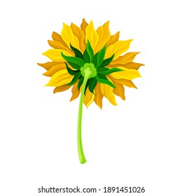 Sunflower or Helianthus on Stem as Annual Flowering Plant with Round Flower Head Vector Illustration