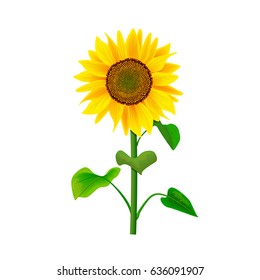 Sunflower or Helianthus with stem and leaves isolated on white background. Food and Herbal medicine plant for cooking, culinary, oil-bearing-crop, healthcare, cosmetics, biofuel, label, decoration