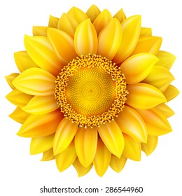 Sunflower, high quality . EPS 10 vector file included