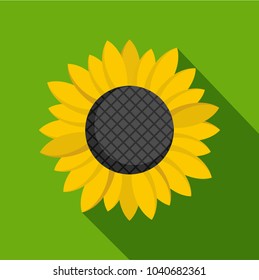 Sunflower icon. Flat illustration of sunflower vector icon for web