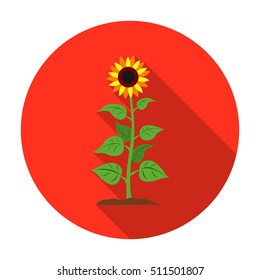 Sunflower icon in flat style isolated on white background. Plant symbol stock vector illustration.