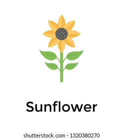 Sunflower icon vector 