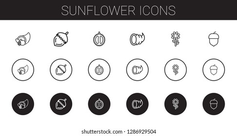 sunflower icons set. Collection of sunflower with cornucopia, nut, chestnut, hazelnut. Editable and scalable sunflower icons.