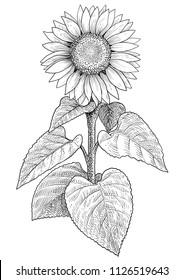 Sunflower illustration, drawing, engraving, ink, line art, vector