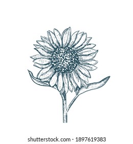 Sunflower illustration. Engraved vintage style.Vector antique engraving drawing illustration of  sunflower isolated on white background. Vector isolated design.