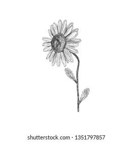 Sunflower illustration in hand drawn vector 