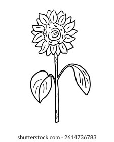 Sunflower illustration, hand-drawn vector in doodle style. Botanical contour illustration for logos, prints, design of farm products, packaging.