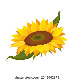 Sunflower illustration isolated on white background