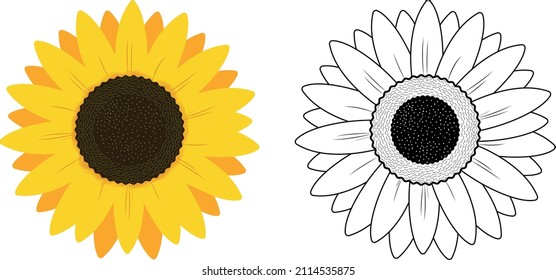 Sunflower Illustration on White  background, Free Vector