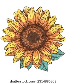 Sunflower Illustration on white background 