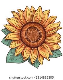 Sunflower Illustration on white background 