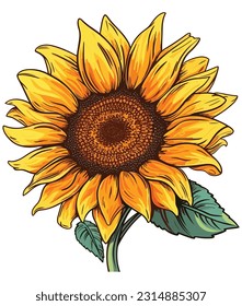 Sunflower Illustration on white background 