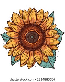 Sunflower Illustration on white background 