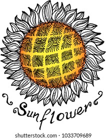 sunflower, illustration, sketch
