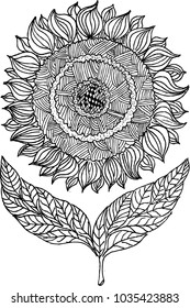 sunflower, illustration, sketch
