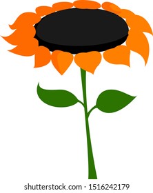Sunflower, illustration, vector on white background.