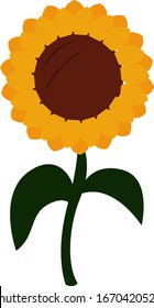 Sunflower, illustration, vector on white background.