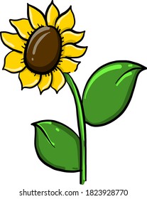 Sunflower, illustration, vector on white background