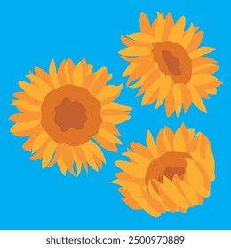 Conjunto de Vector de ilustración de girasol. Varias apariciones de girasoles