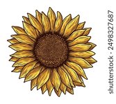 Sunflower illustration. Vintage sunflower illustration. Sun flower hand drawn. Sunflower vector drawing