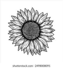 Sunflower illustration. Vintage sunflower illustration. Sun flower hand drawn. Sunflower drawing