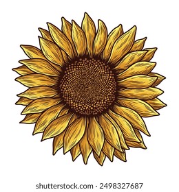 Ilustración de girasol. Antiguas girasol ilustración. Flor de sol dibujado a mano. Dibujo de Vector de girasol