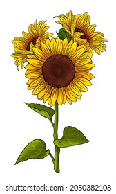 Sunflower illustration. Yellow Handdrawn flower