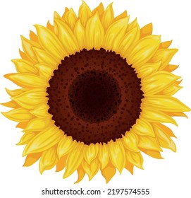 Sunflower. Image of a sunflower flower. Yellow sunflower. Bright yellow sunny flower. Vector illustration isolated on a white background