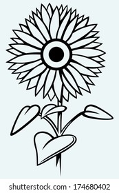 Sunflower. Image isolated on blue background