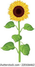 Sunflower. Image of a sunflower. The stem and flower of a sunflower with green leaves. Vector illustration isolated on a white background