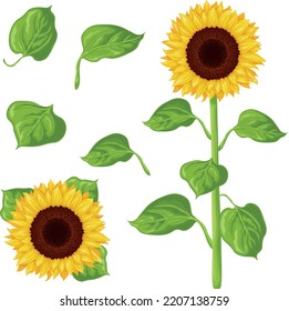 Sunflower. Image of a sunflower. The stem and flower of a sunflower with green leaves. Vector illustration isolated on a white background