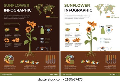 Sunflower Infographic Illustration Light and Dark