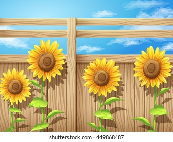 sunflower inside fence