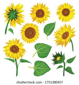 Sunflower isolated cartoon set icon.Vector illustration illustration flower on white background .Cartoon vector set icon sunflower.