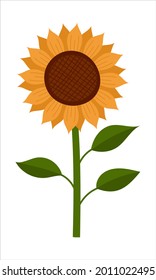 Girasol, ilustración vectorial plana aislada sobre fondo blanco