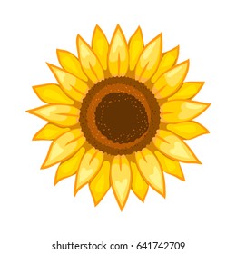 Sunflower. Isolated flower on white background. Vector illustration.