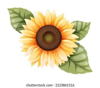 sunflower isolated with green leaves, vector illustration.