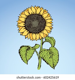 Sunflower isolated on blue sky backdrop. Vibrant color hand drawn picture in retro cartoon style. Closeup view