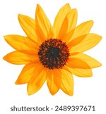 sunflower isolated on white background, yellow sunflower isolated on white