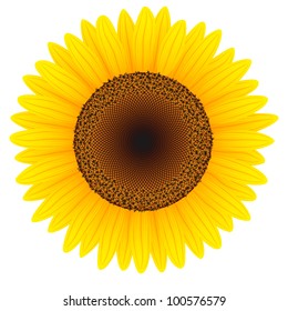 Sunflower isolated on white background. Vector illustration.