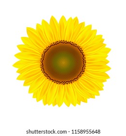 Sunflower isolated on white background. Beautiful sunflower. Sunflower close-up.   Sunflower vector.