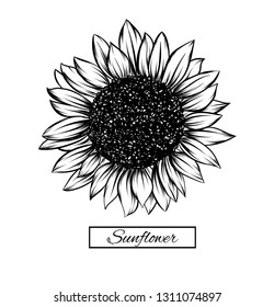 Sunflower isolated on white background. Antique engraving drawing illustration of big flower.Vector, illustration and clip art on white backgrounds.Idea for business visit card, typography vector,prin