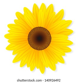 Sunflower isolated on white background. Vector illustration.