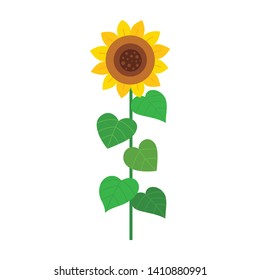 Sunflower isolated on white background