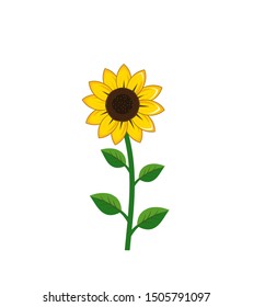 sunflower isolated on white background.