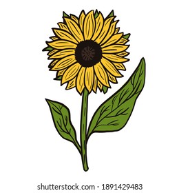 Sunflower isolated on white background. Abstract plant yellow color with black lines.Doodle vector illustration.