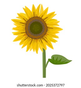 Girasol aislado de fondo blanco. Ilustración vectorial aislada.