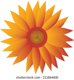 Sunflower isolated on white background