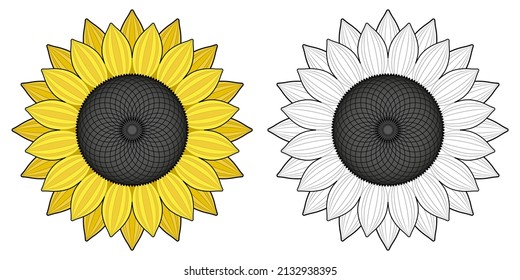 Sunflower isolated on white background. Black outline and bright color drawing. Coloring page. Yellow flowers. 