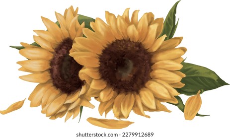 Sunflower. Isolated on white background.